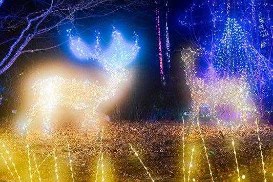 Make Maine Your Holiday Haven: 5 Festive Activities to Enjoy This Season