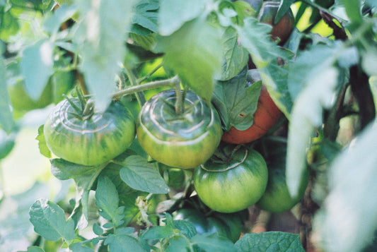 5 Must-Visit Farmers’ Markets in Maine This Spring