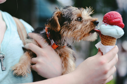 5 Must-Try Maine Ice Cream Stands to Kick Off Summer